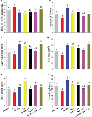Silicon nanoparticles and indole butyric acid positively regulate the growth performance of Freesia refracta by ameliorating oxidative stress under chromium toxicity
